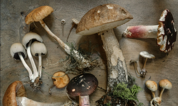 The Multiplier Effect: How Organ Nutrition Enhances Adaptogens